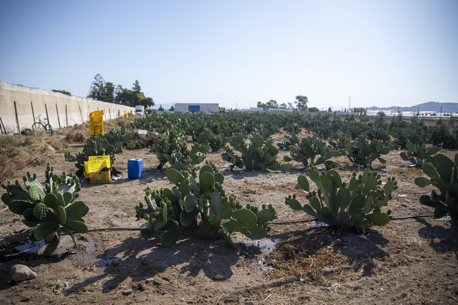 Plantación de chumbos de Níjar