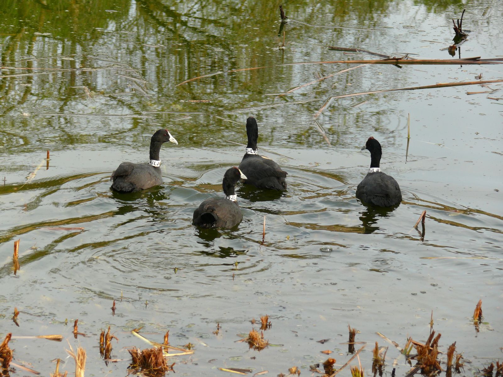 Las imágenes de la suelta de fochas cornudas y porrones pardos