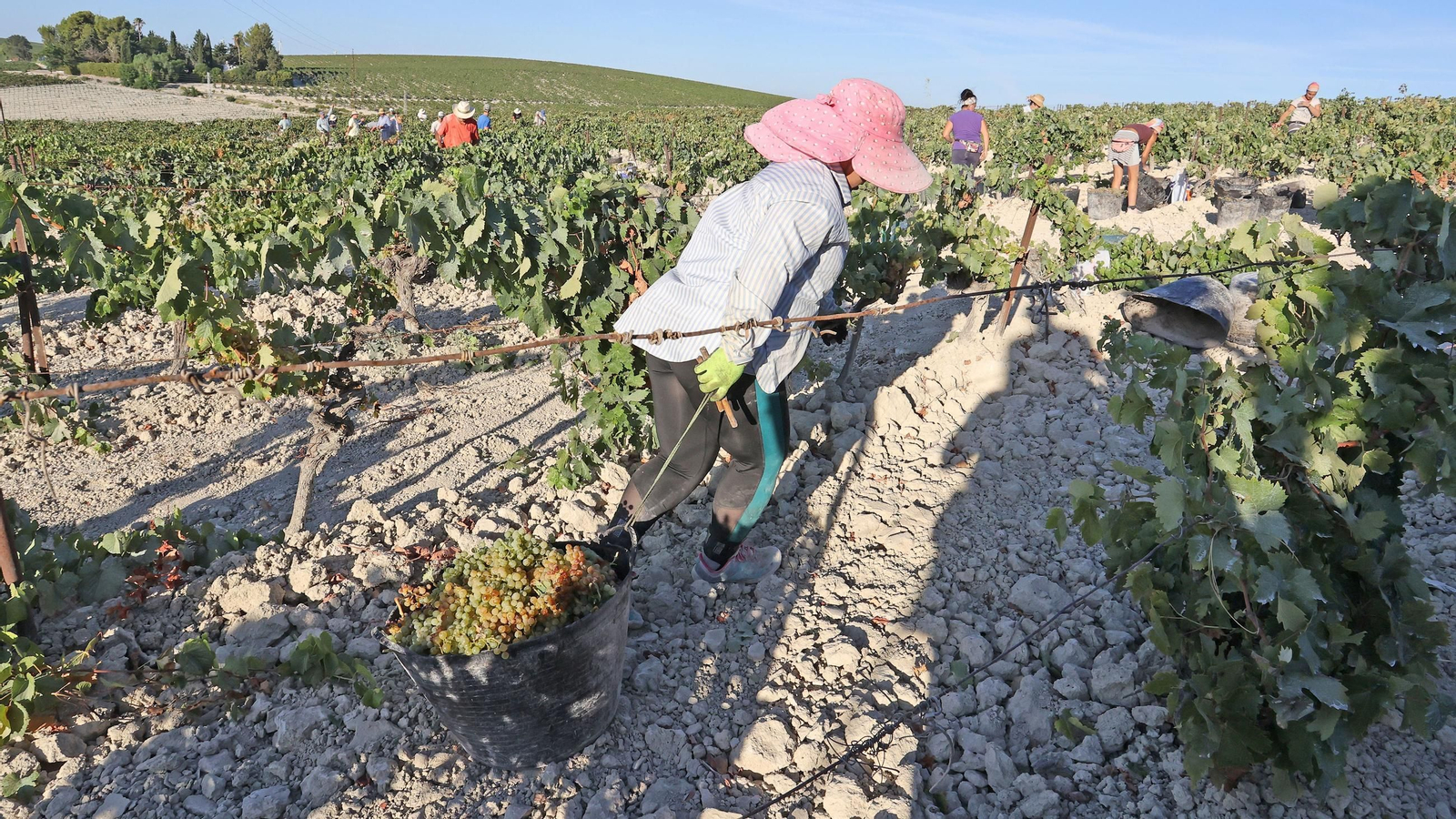 Vendimia a mano en la Viña El Caribe en Jerez