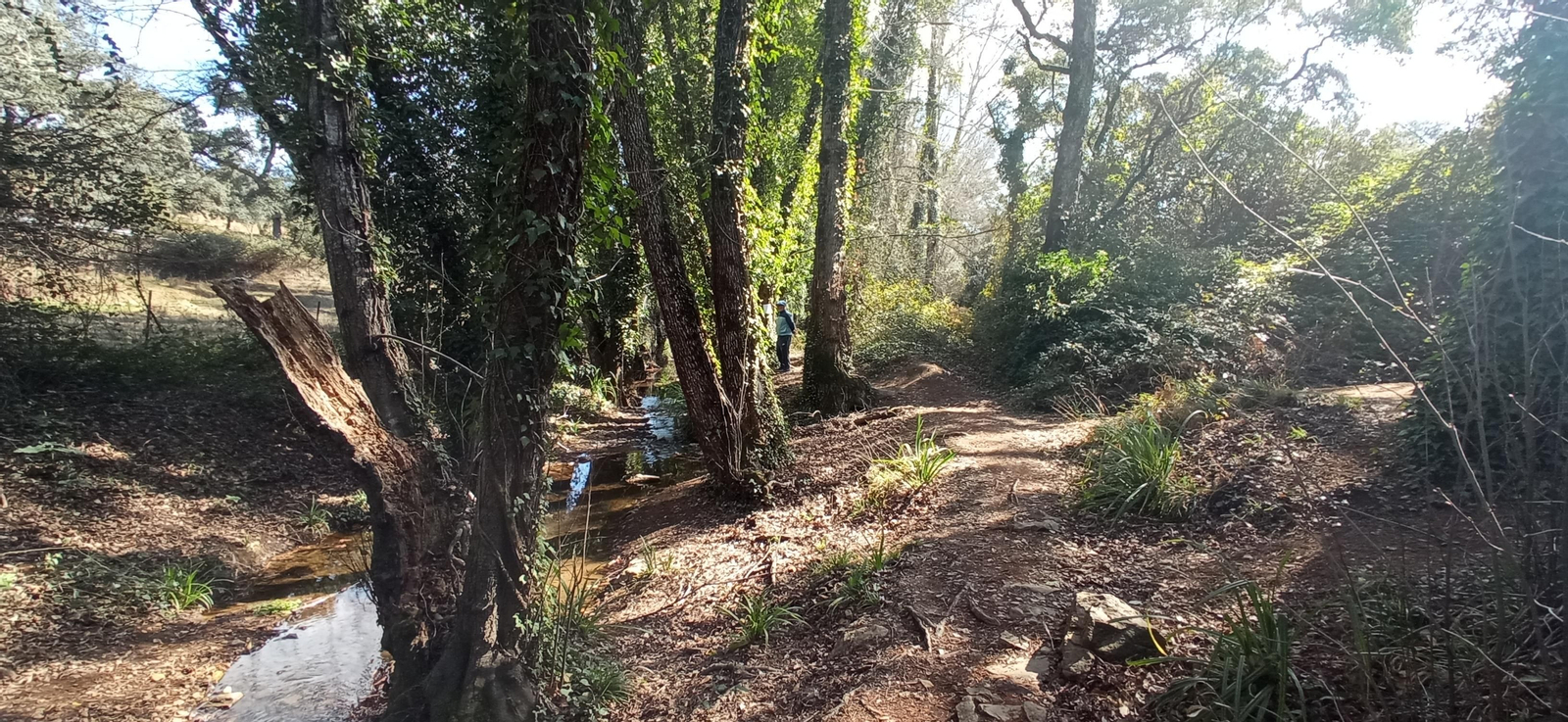 Las imágenes de la ruta de la cascada de Jollarancos y bosque de las letras