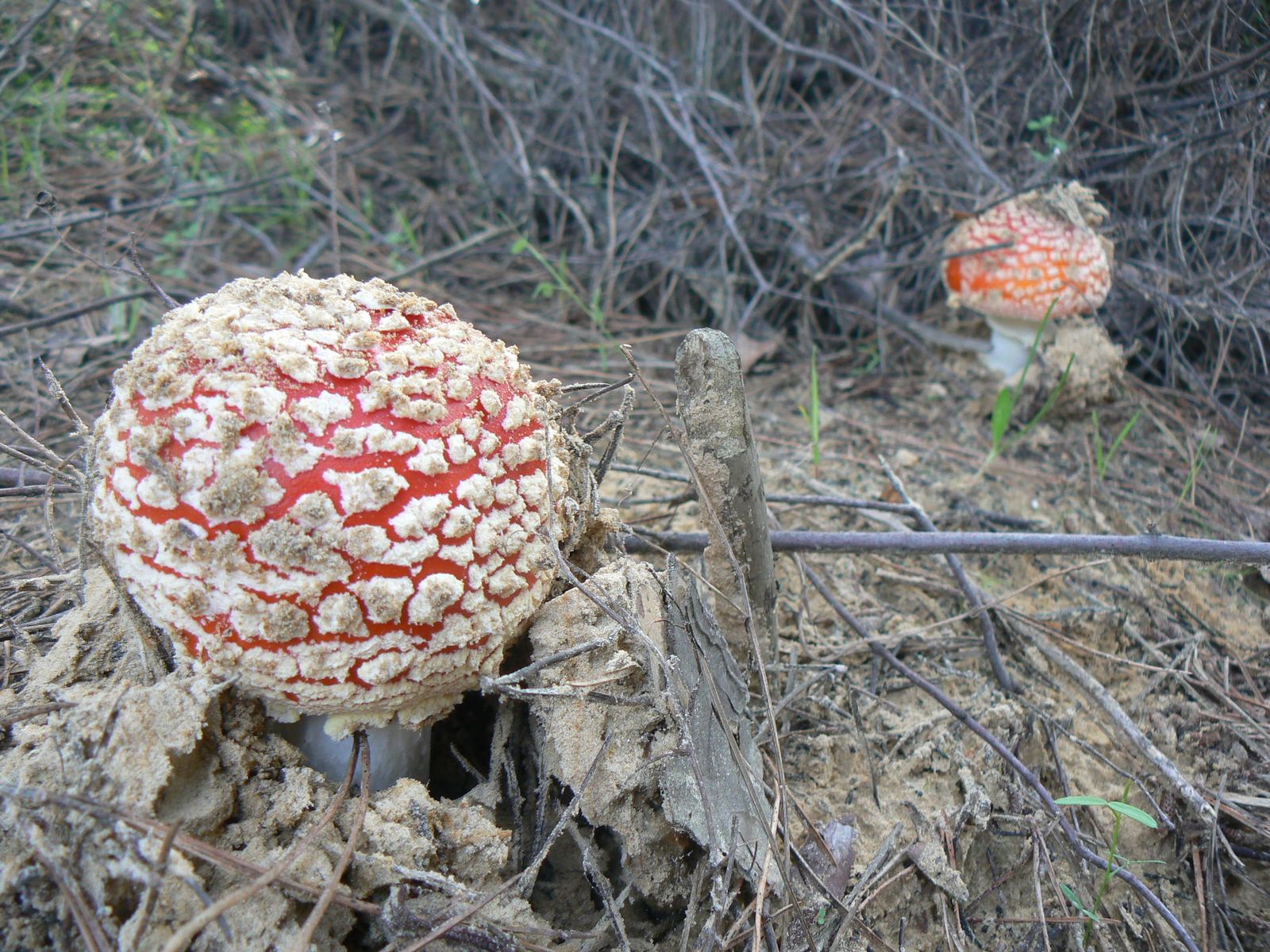 Guardianes del ecosistema