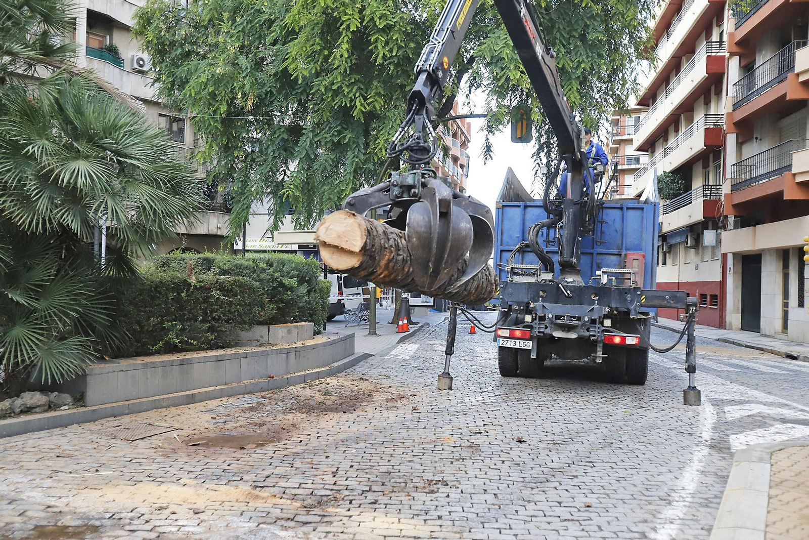 Imágenes de la tala de la emblemática Palmera de Huelva
