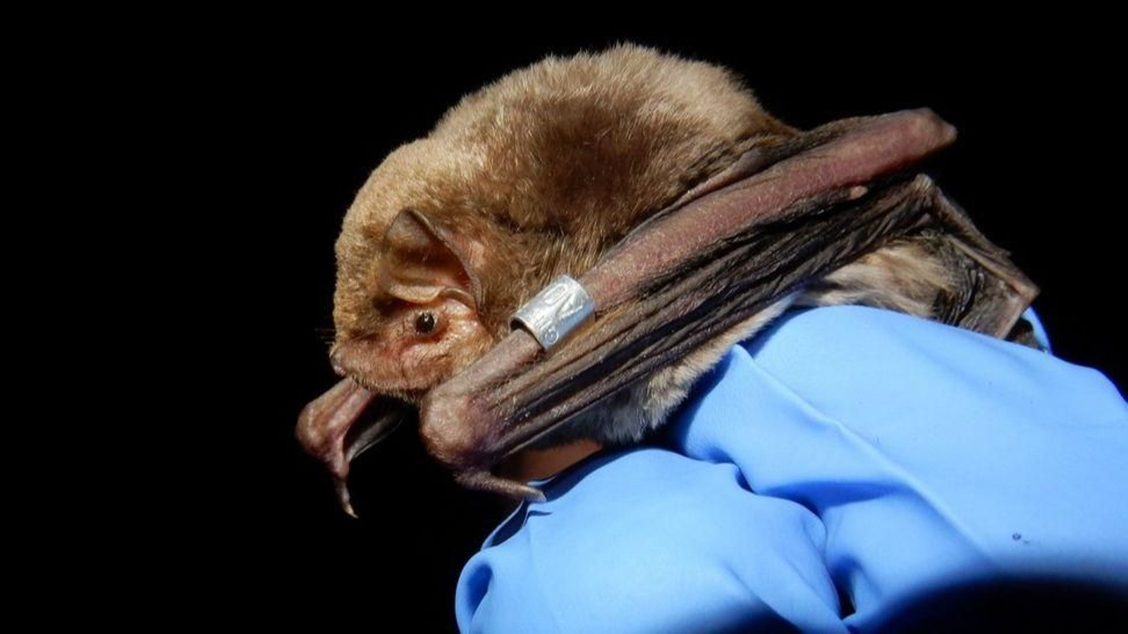 Un ejemplar de murciélago de cueva (Miniopterus schreibersii).