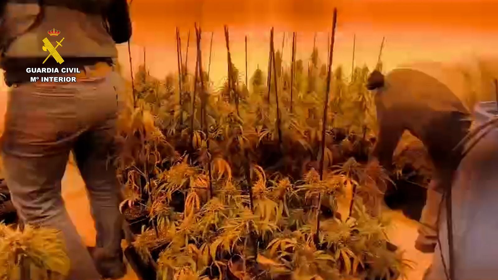 Cae una banda dedicada producción intensiva de marihuana en Huelva con 16 detenidos