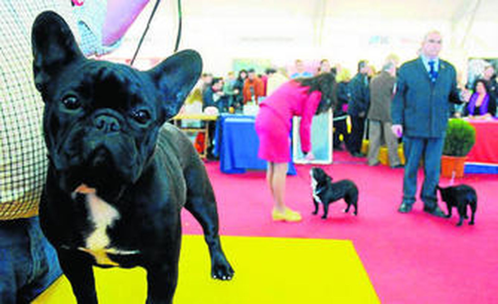 Más de 2.000 perros de diferentes razas participan en exhibiciones y concursos durante esta cita.