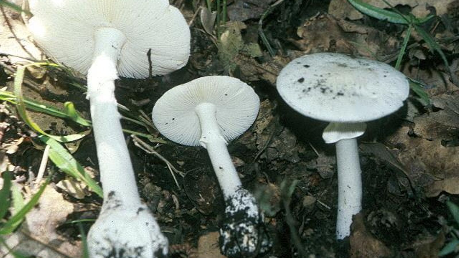 Amanita verna