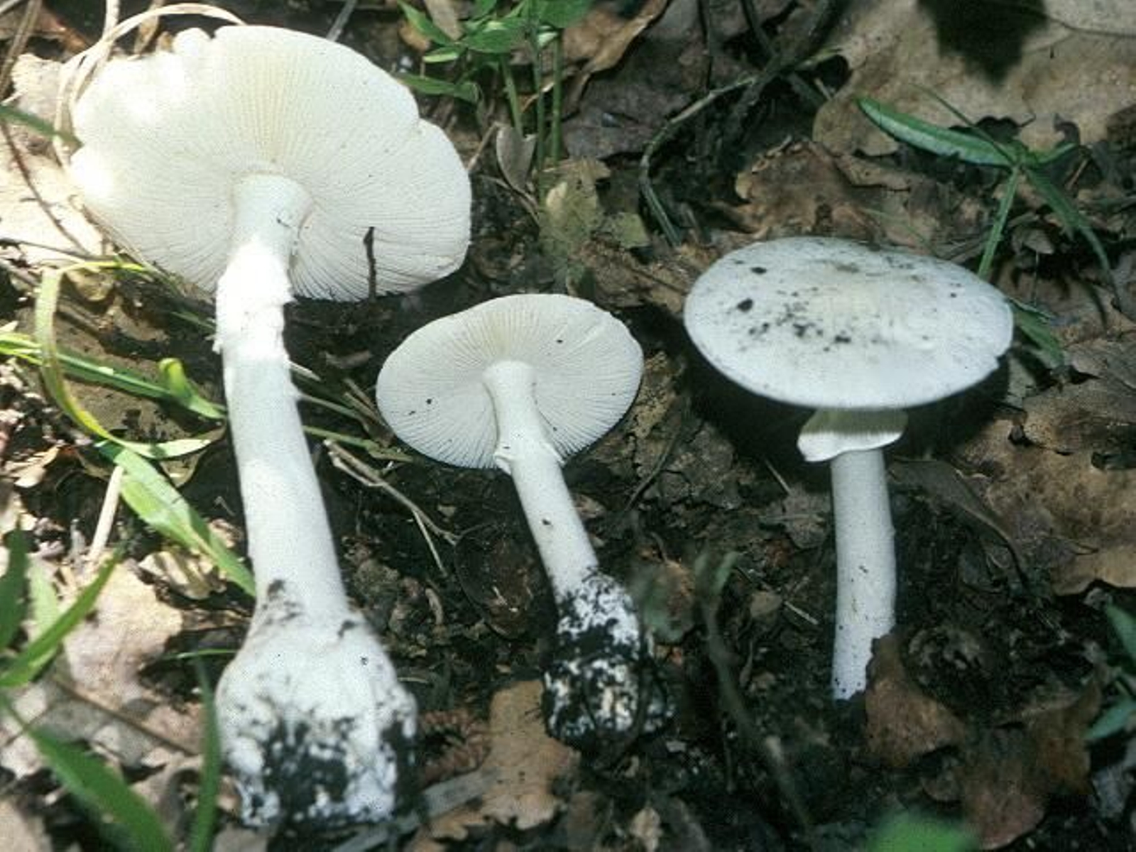 Amanita verna