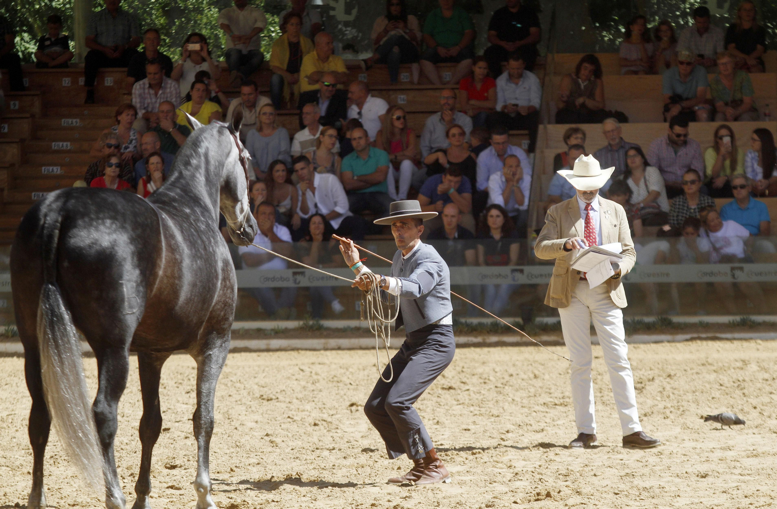 Una de las competiciones ecuestres celebradas en Caballerizas Reales.