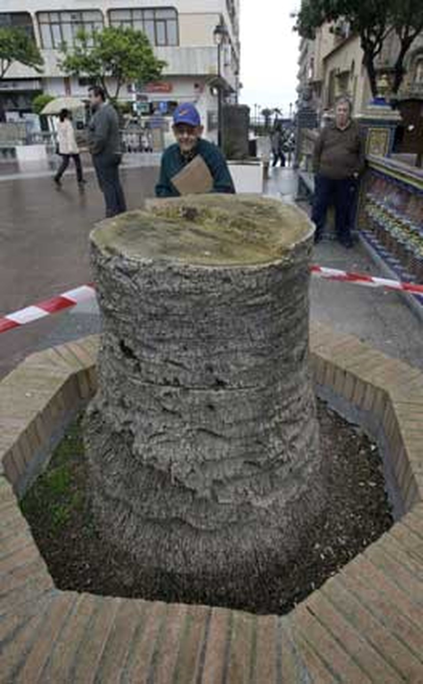 Tras estar afectadas por el picudo rojo, 14 de las que habían han sido taladas por la base, y las otras dos apenas levantan un par de metros./Fotos:Erasmo Fenoy

Foto: Erasmo Fenoy