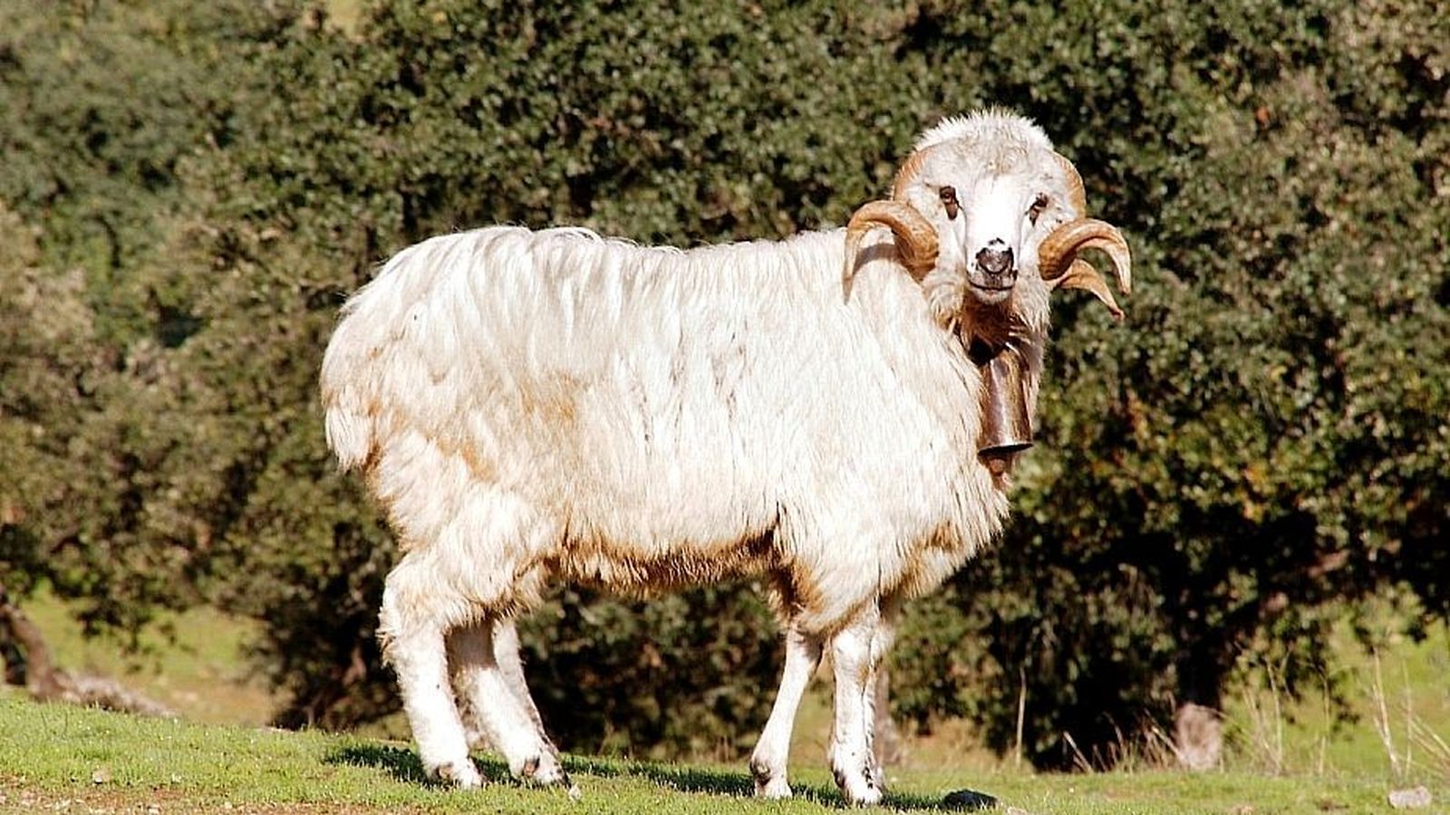 Un ejemplar de oveja churra lebrijana