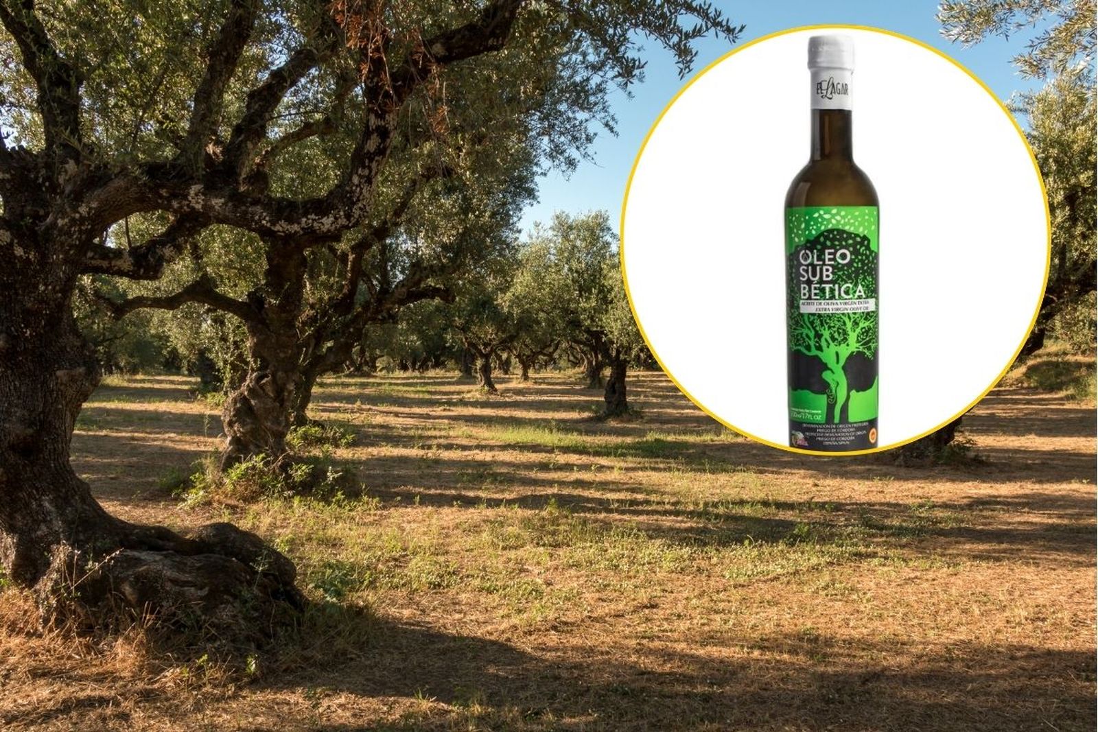 Oleosubbética, de Carcabuey, el Mejor Aceite de Oliva Virgen Extra del Mundo 2026.