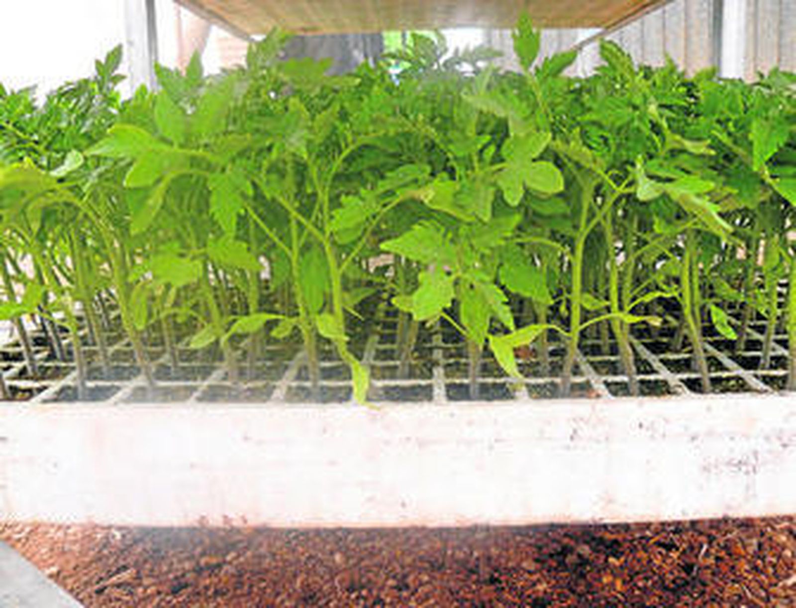 Este año, la siembra se ha agilizado para sacar rentabildad cuanto antes.