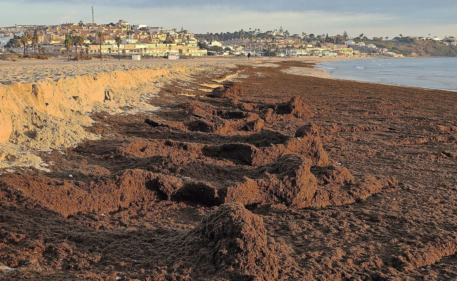 Fotos del nuevo arribazón de alga asiática en la playa de Getares de Algeciras