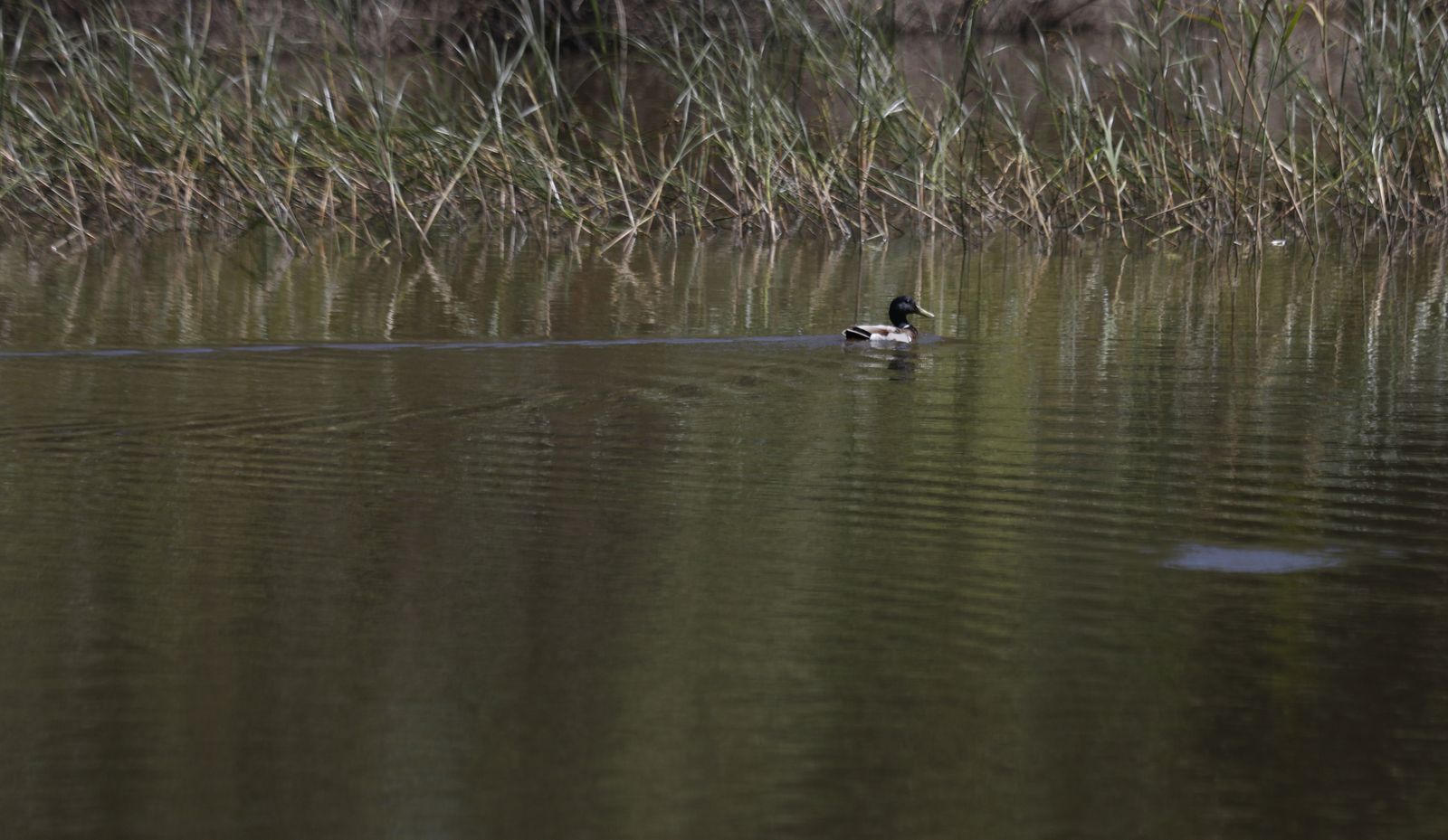 La Estación Ambiental Madrevieja es hoy una ‘isla de diversidad’ con más de 1.000 especies inventariadas.