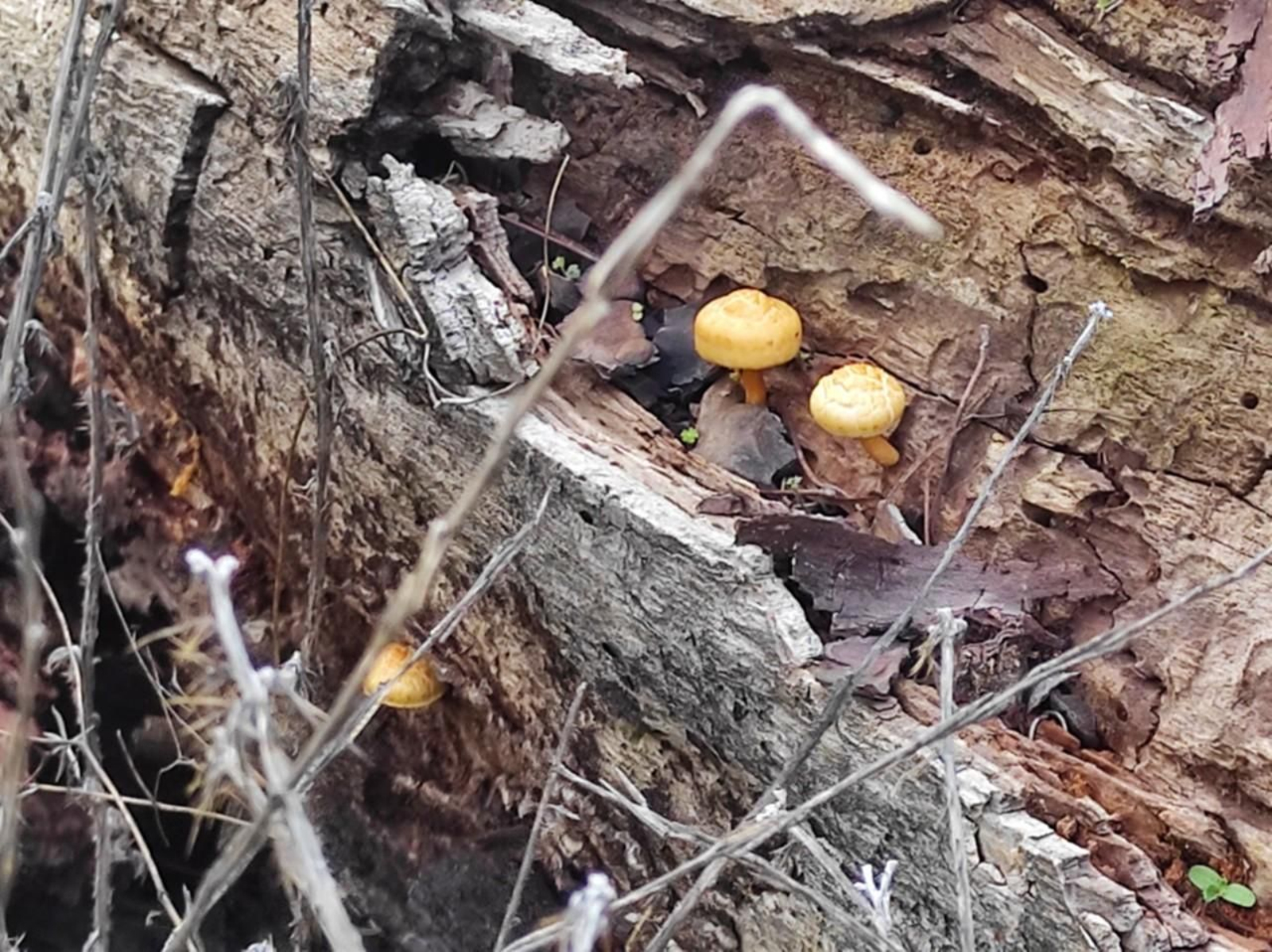 Ruta senderista para recolectar hasta diez tipos de setas diferentes en Despeñaperros