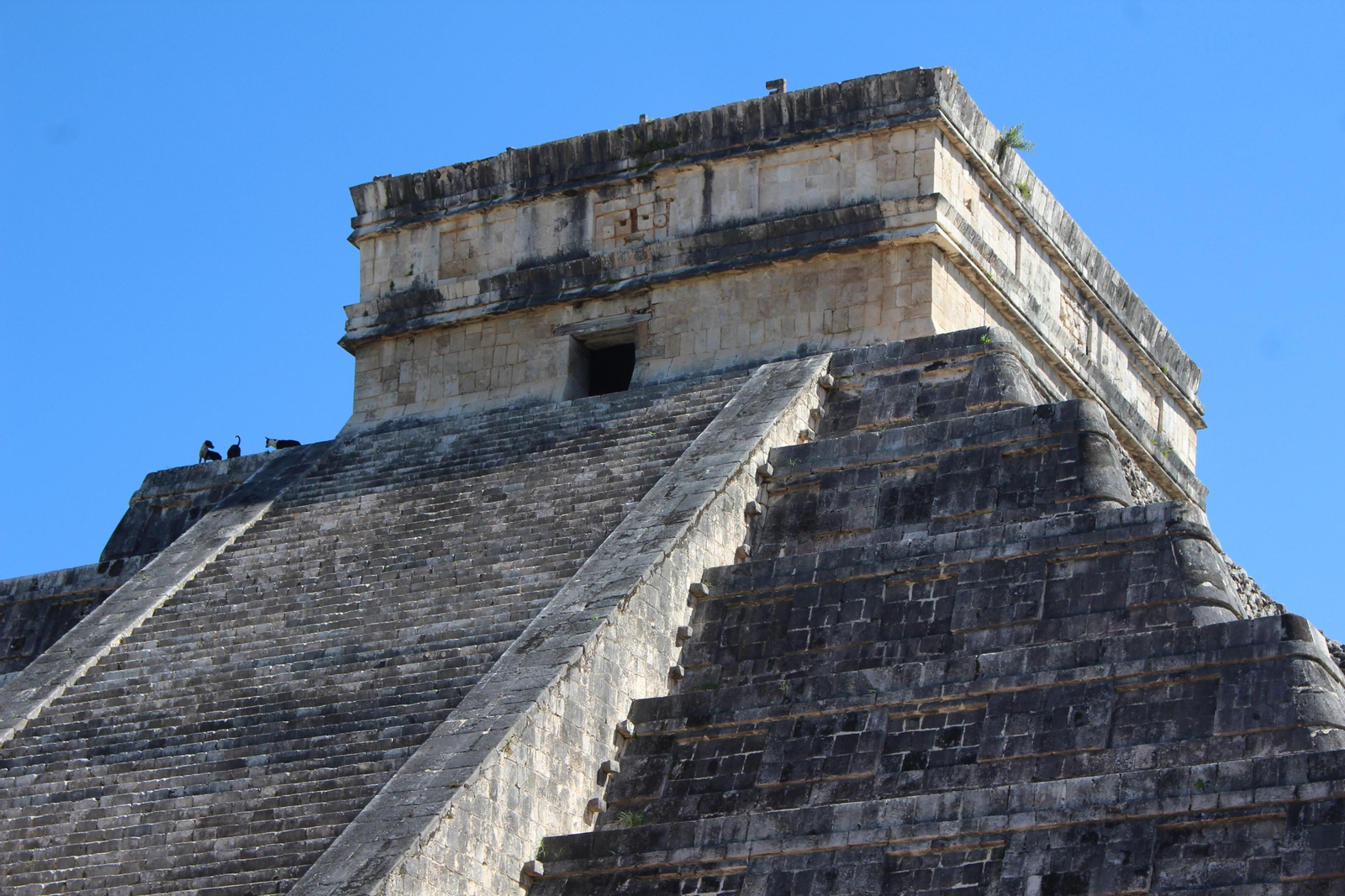 Tres perros consiguen lo que ningún humano puede hacer: subir a Kukulkán en Chichen Itzá, una de las siete maravillas del mundo