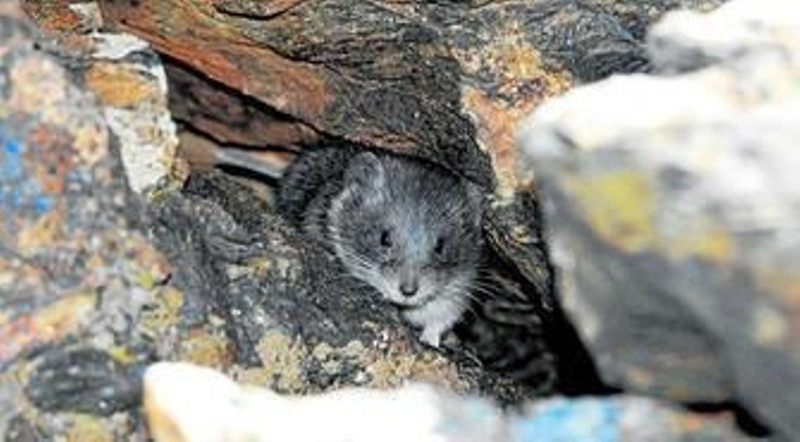 Un topillo montañero