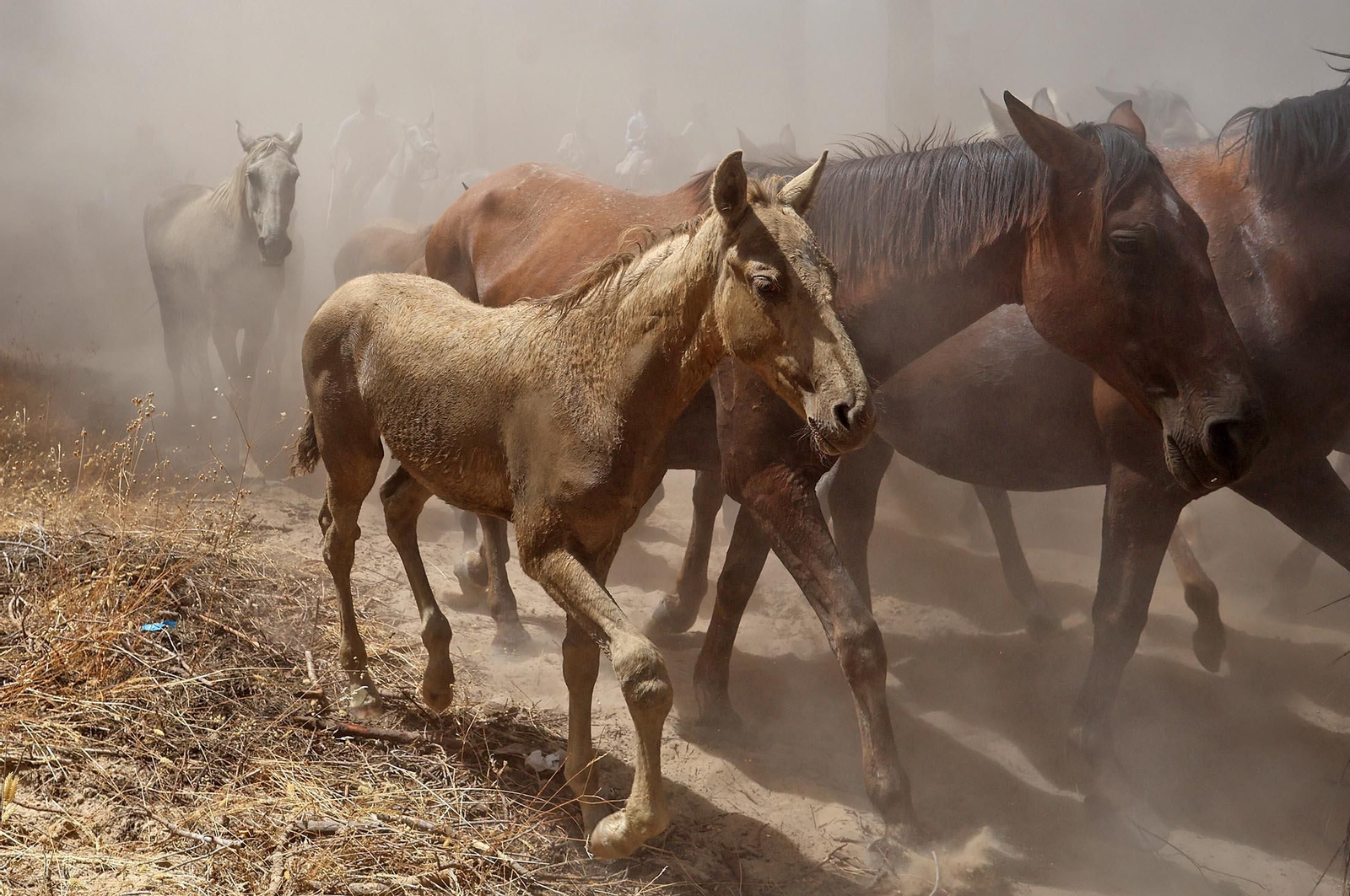 Las mejores imágenes de la Saca de las Yeguas 2025