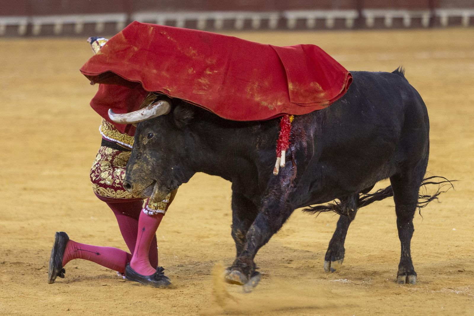 Las imágenes de la corrida de toros en El Puerto: puerta grande para Talavante