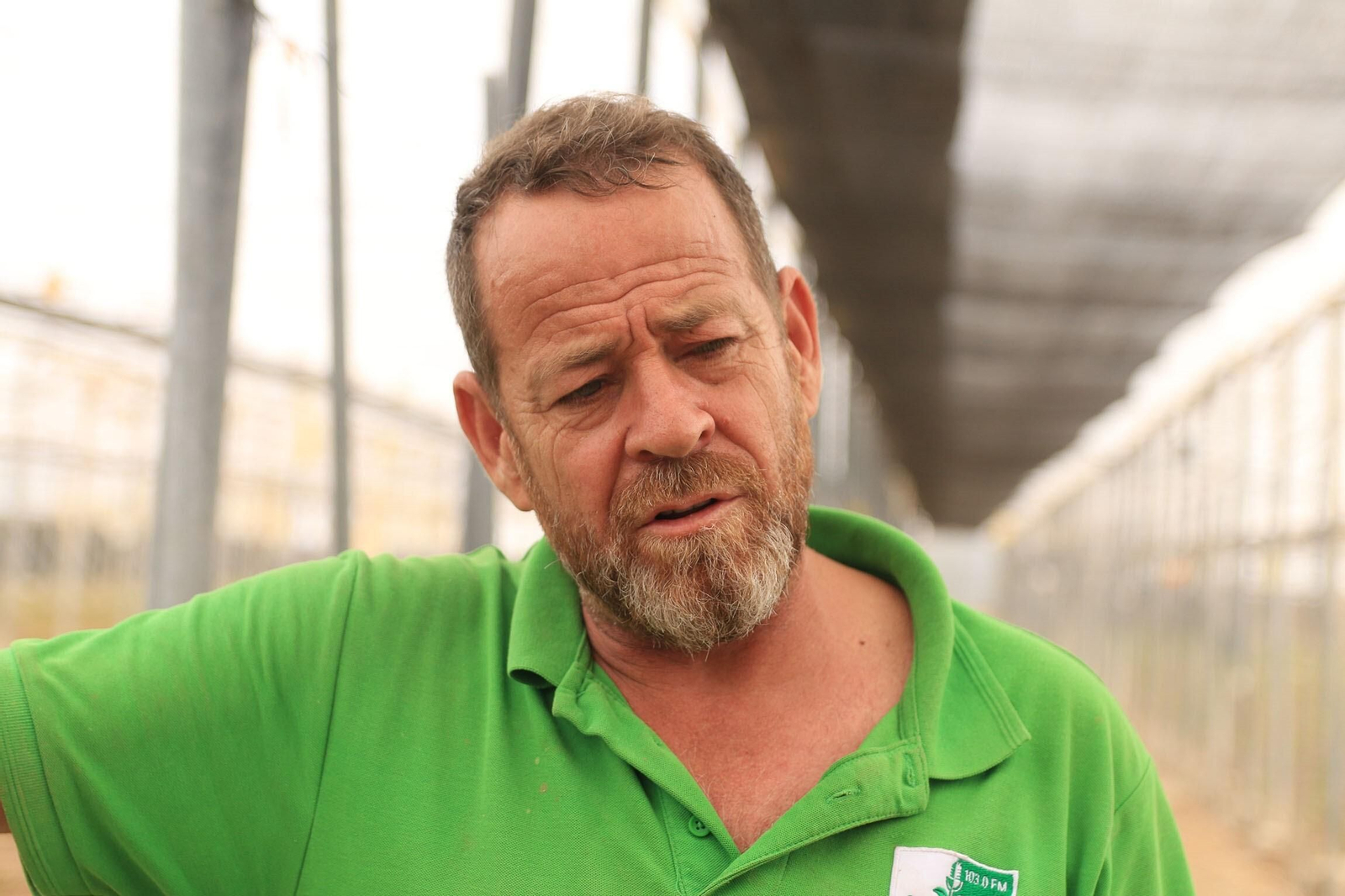 Vea los famosos pimientos tempranos de los campos de Dalías