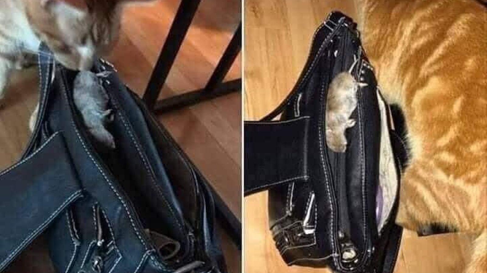 Otro ratoncito de regalo