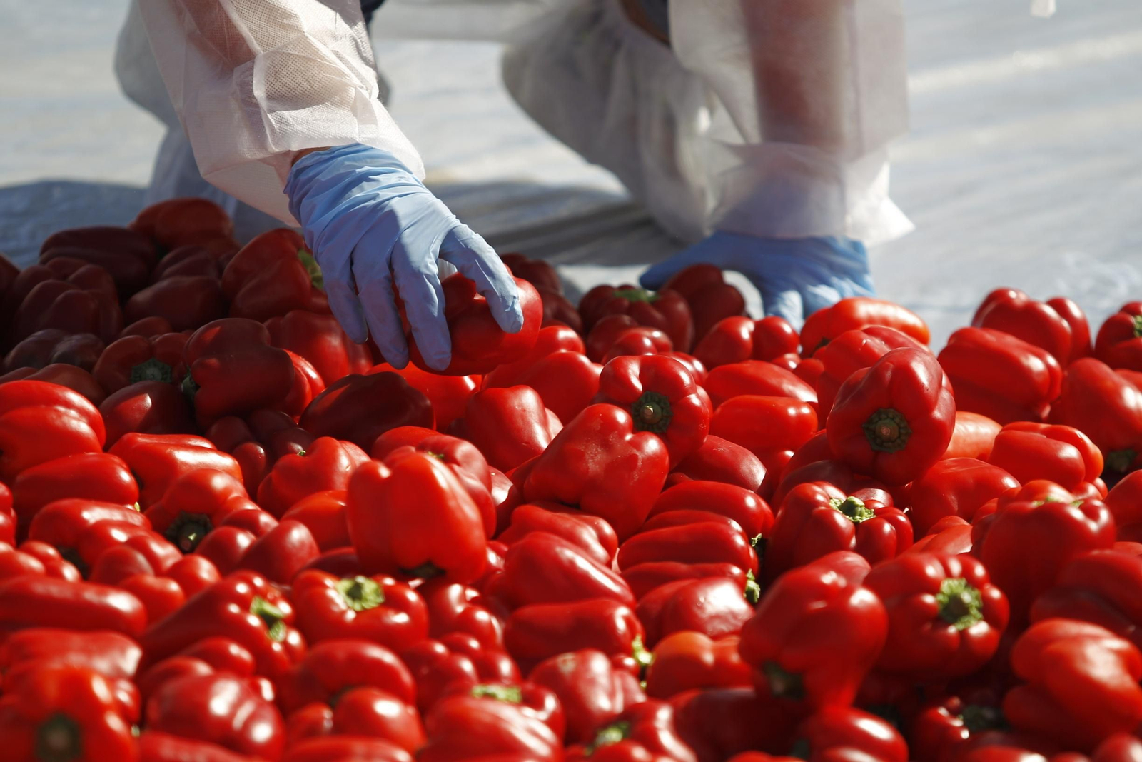 Fotogalería Récord Guinness Corazón Hortalizas Almería