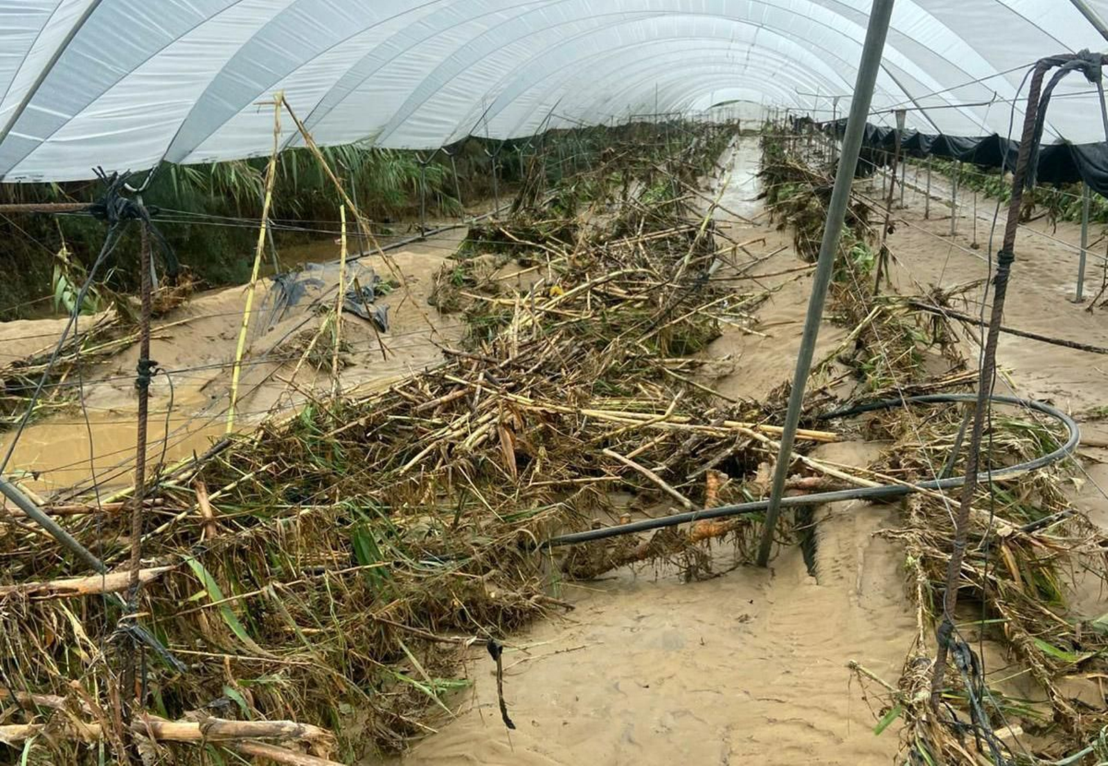 Una agricultora de Cartaya pierde su cosecha tras desbordarse un arroyo por las fuertes lluvias Una agricultora de Cartaya pierde su cosecha tras desbordarse un arroyo por las fuertes lluvias