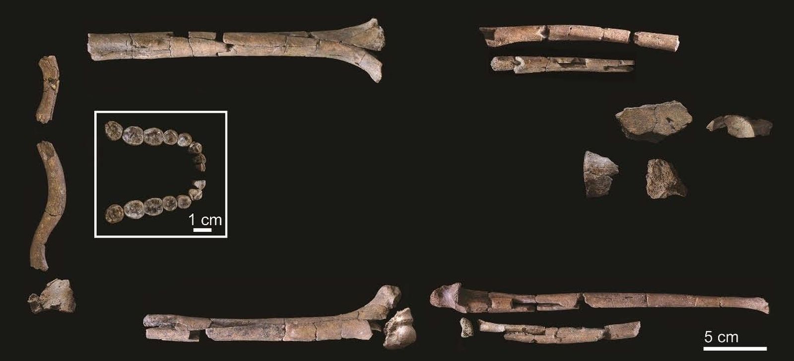 Los restos del 'Homo habilis' descubierto