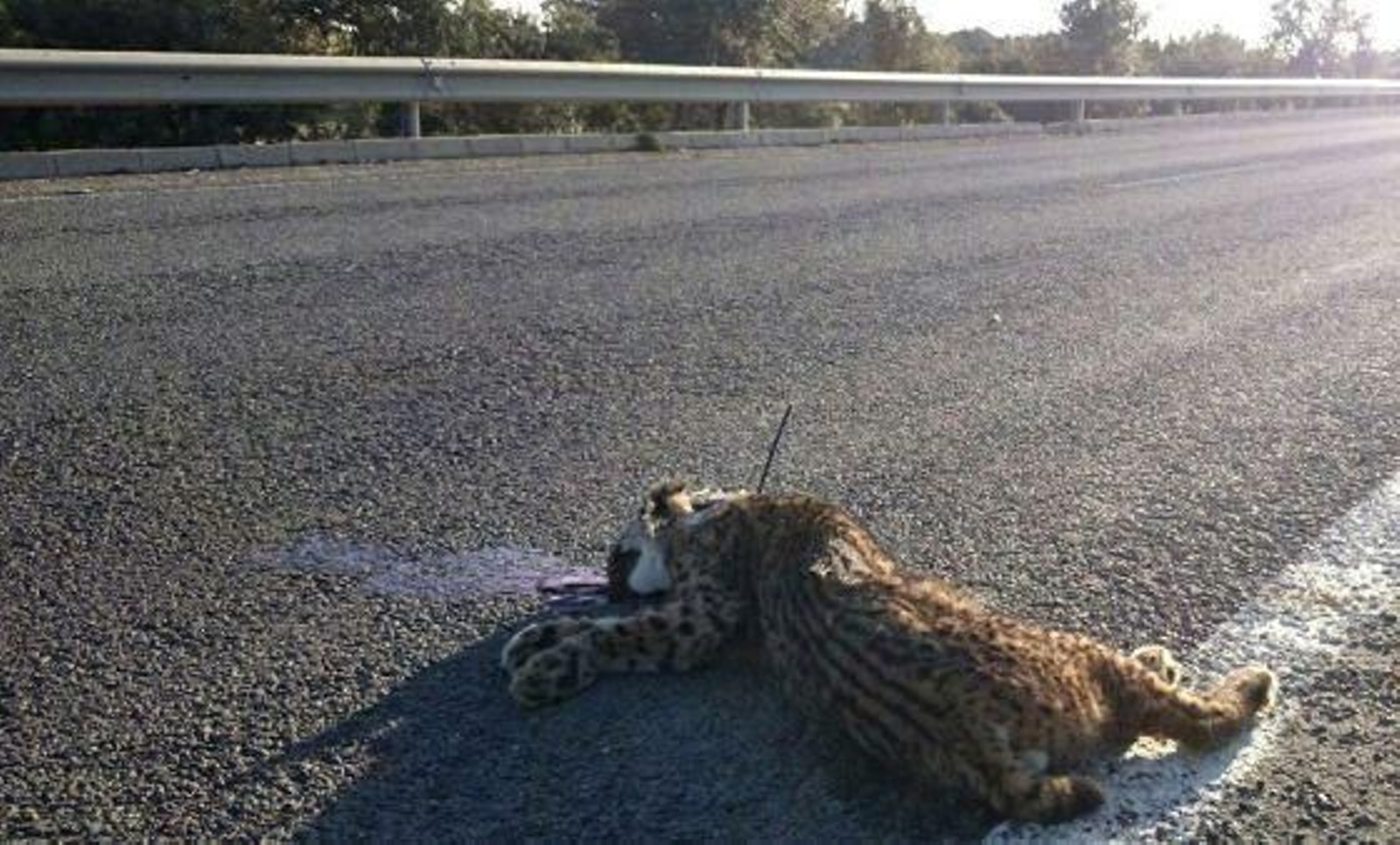 Muere un lince atropellado en carretera de Bollullos de la Mitación