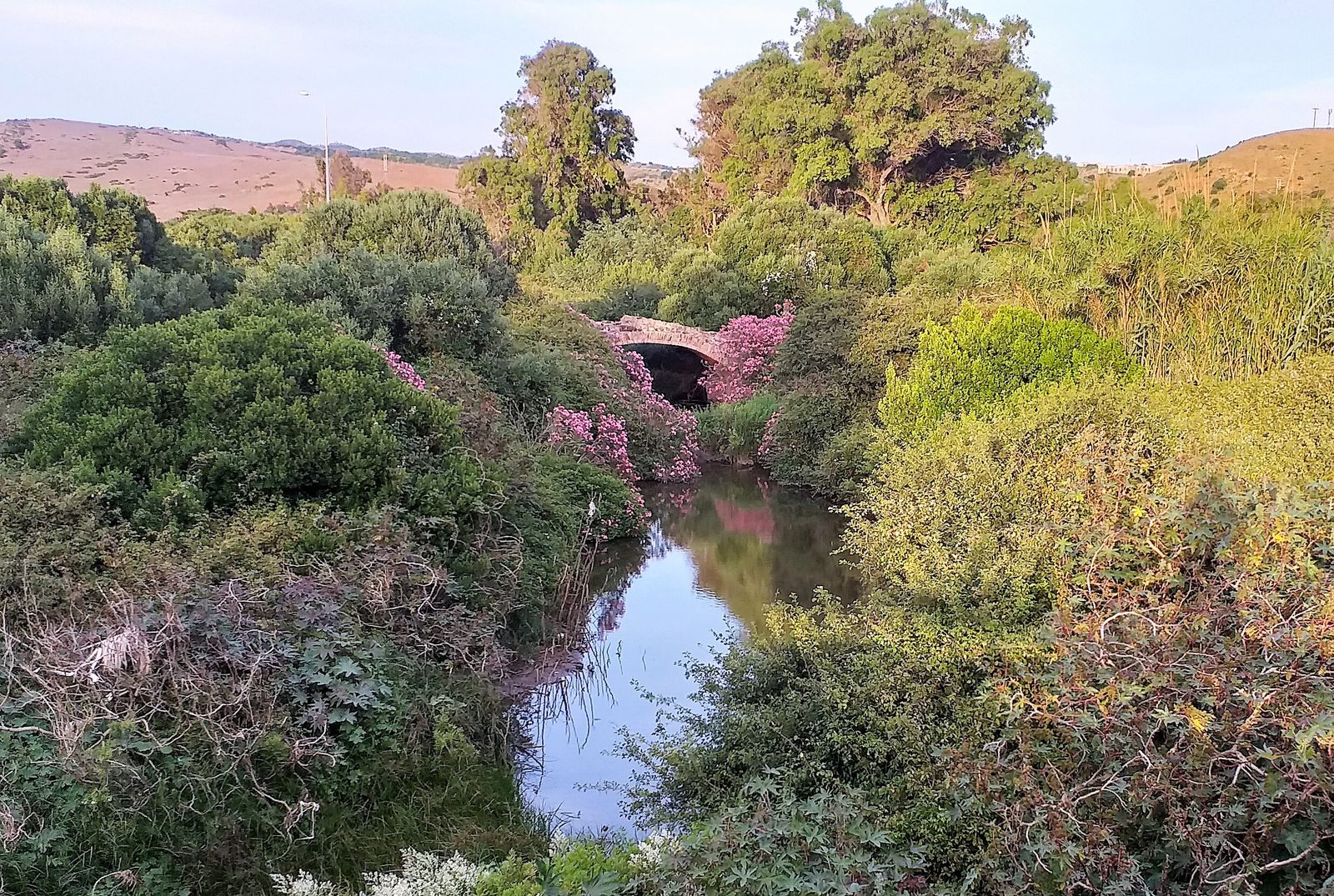 El puente, casi oculto por una frondosa vegetación.
