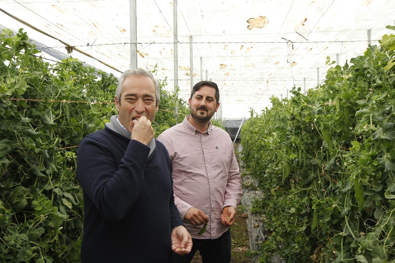 Los pimientos tempranos, tirabeques y présules, trío de exquisiteces de Dalías