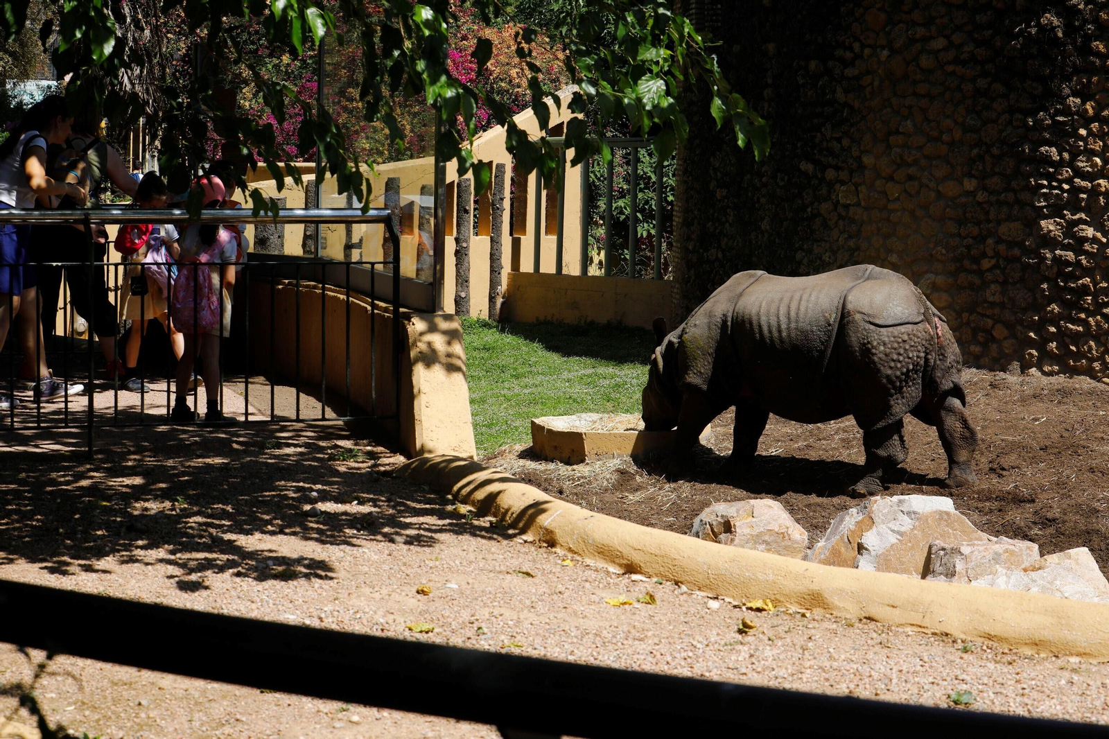 Así es Manas, el rinoceronte indio del Zoo de Córdoba