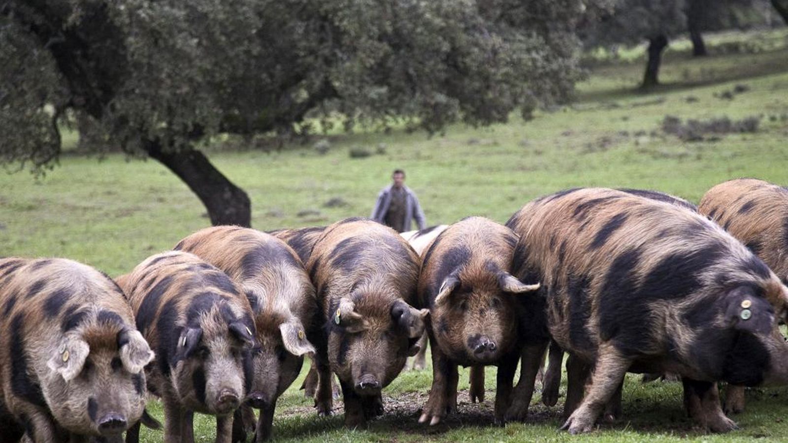 Ejemplares de Manchado de Jabugo Ibérico Puro en la Dehesa Maladúa Ejemplares de Manchado de Jabugo Ibérico Puro en la Dehesa Maladúa