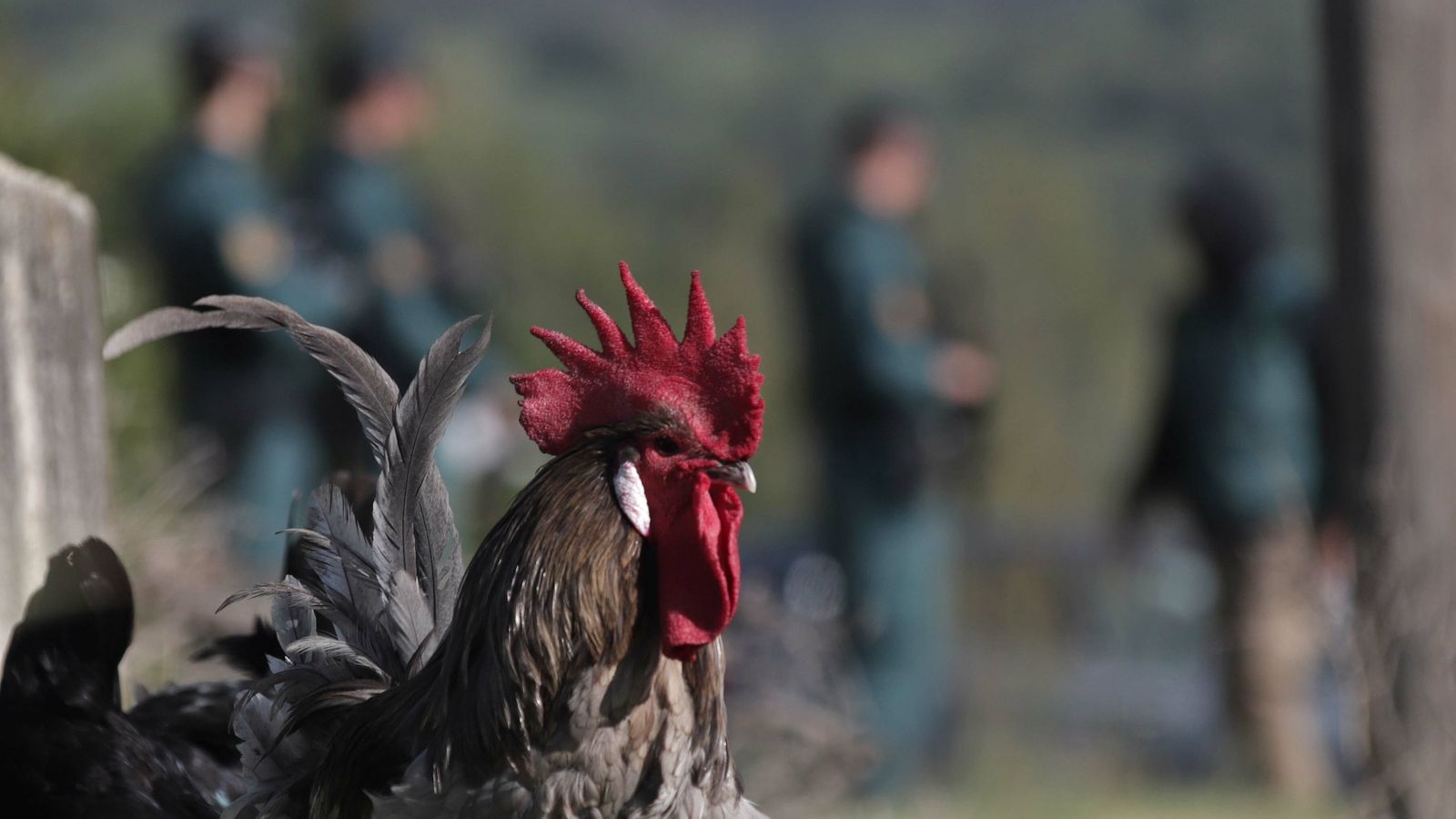 Registros de la Guardia Civil en Tarifa.
