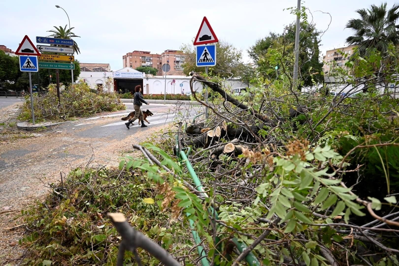 Los daños causados por la borrasca Bernard en Córdoba, en imágenes
