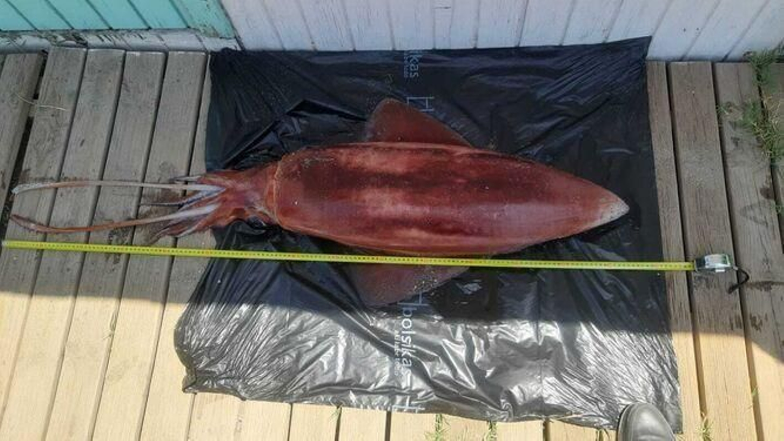 El calamar de metro y medio aparecido en la playa de Poniente
