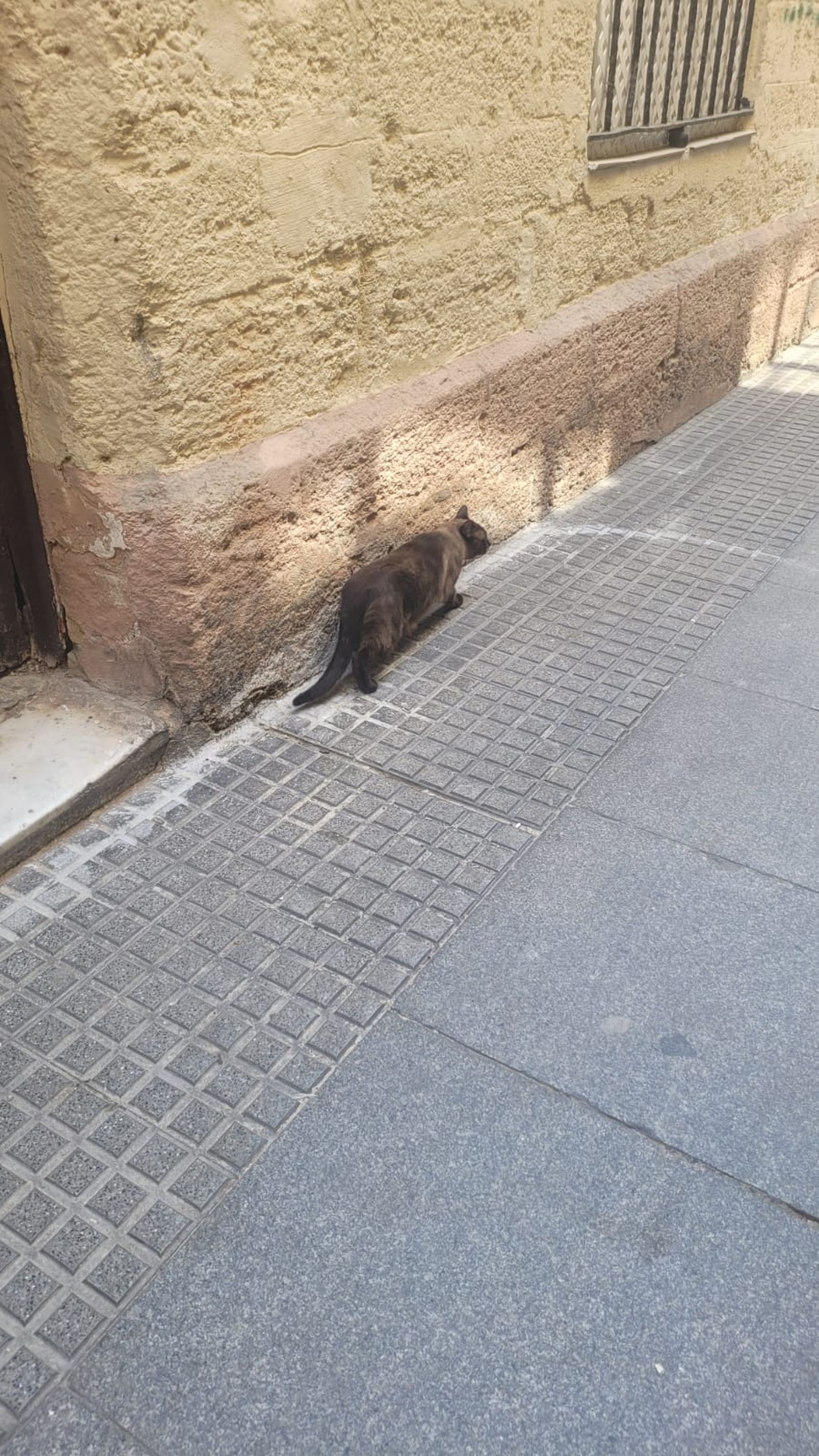 El gato doméstico que llevaba tres días abandonado en la calle Arbolí.
