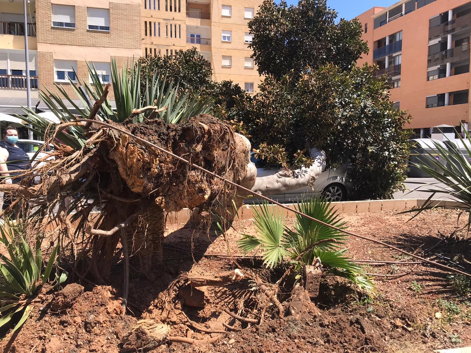 El viento derriba un árbol sobre un coche en El Zapillo