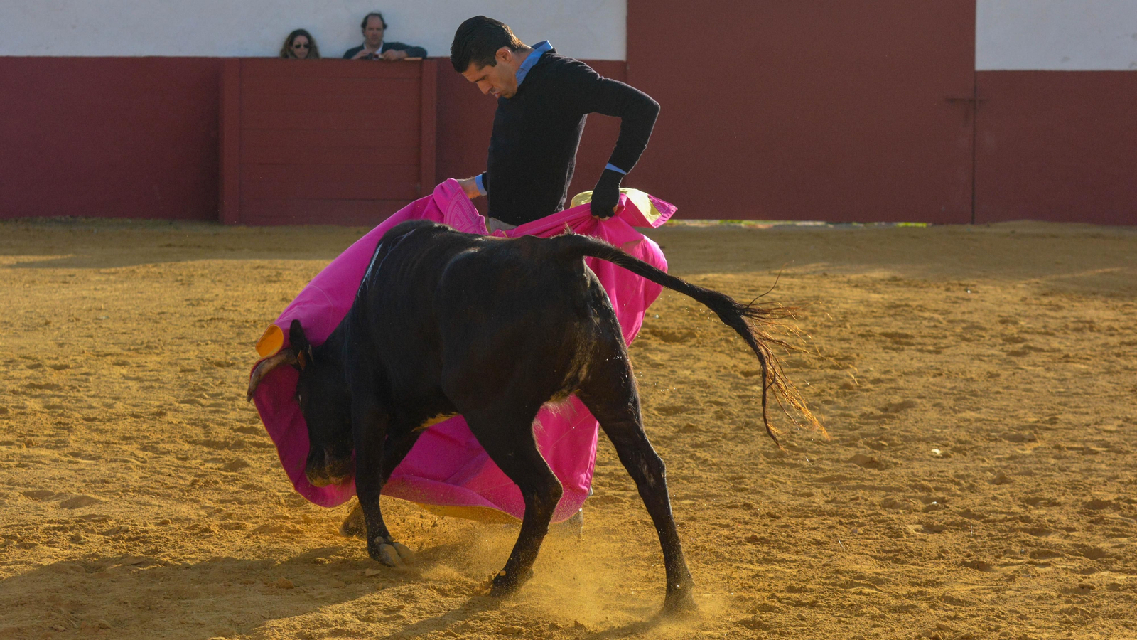 Tentadero con Talavante en la finca La Palmosilla