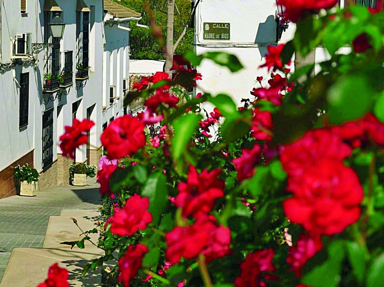 Flores junto a la calle Madre de Dios