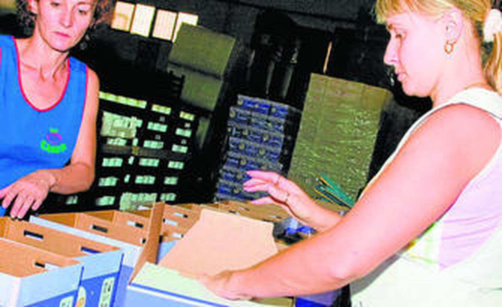 Los abejorros se introducen en cajas, para su posterior comercialización.