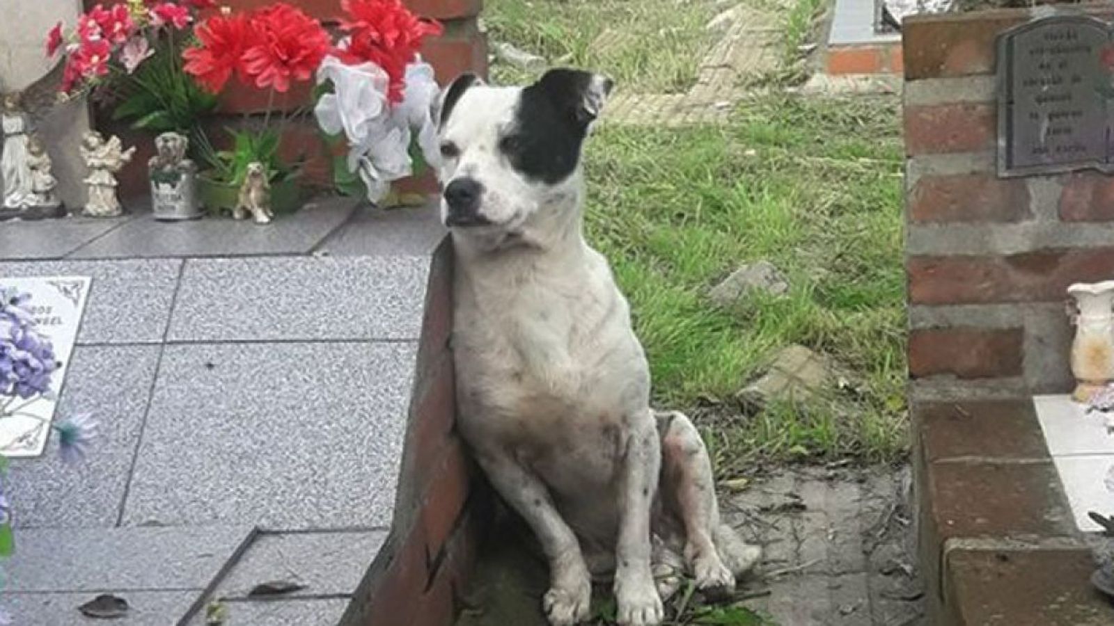 La triste imagen viral de un perro que no se separa de la tumba de su perro