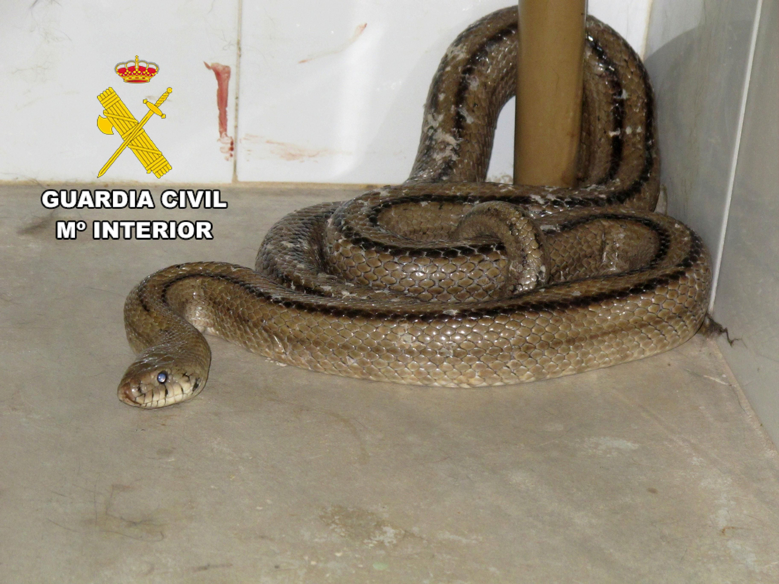 Culebra escalera capturada.