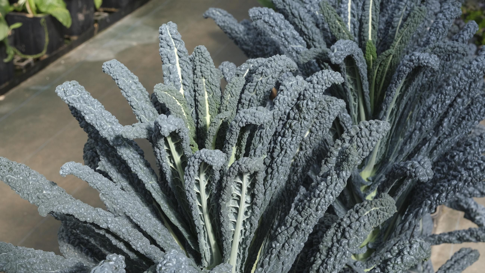 50 años de la Estación Experimental Cajamar-Las Palmerillas, en fotos