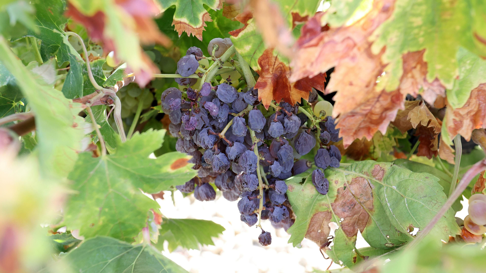 Vinos ecológicos con uva Pedro Ximénez