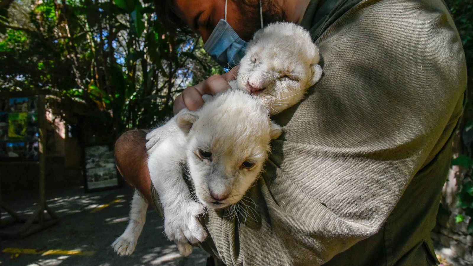 Las fotos de los chachorros de leones blancos de Jimena