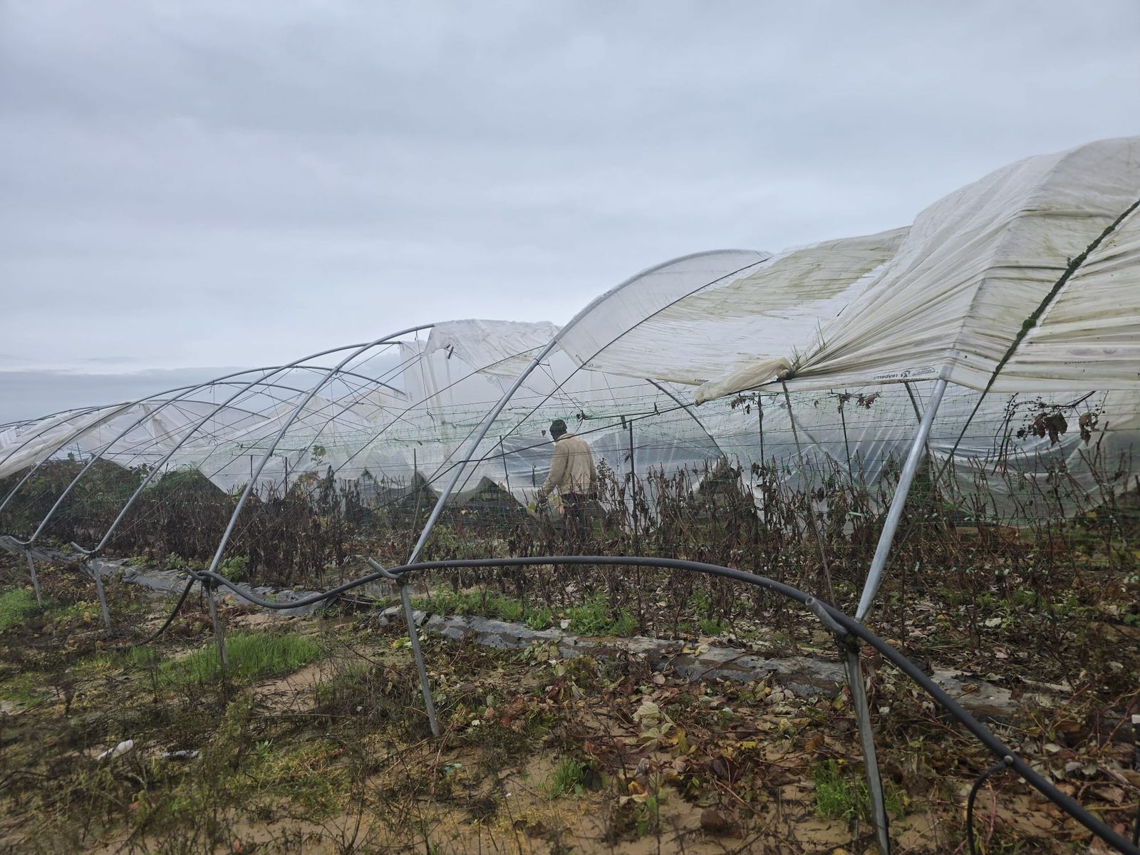 Daños de las borrascas en los campos de fresa de la provincia.
