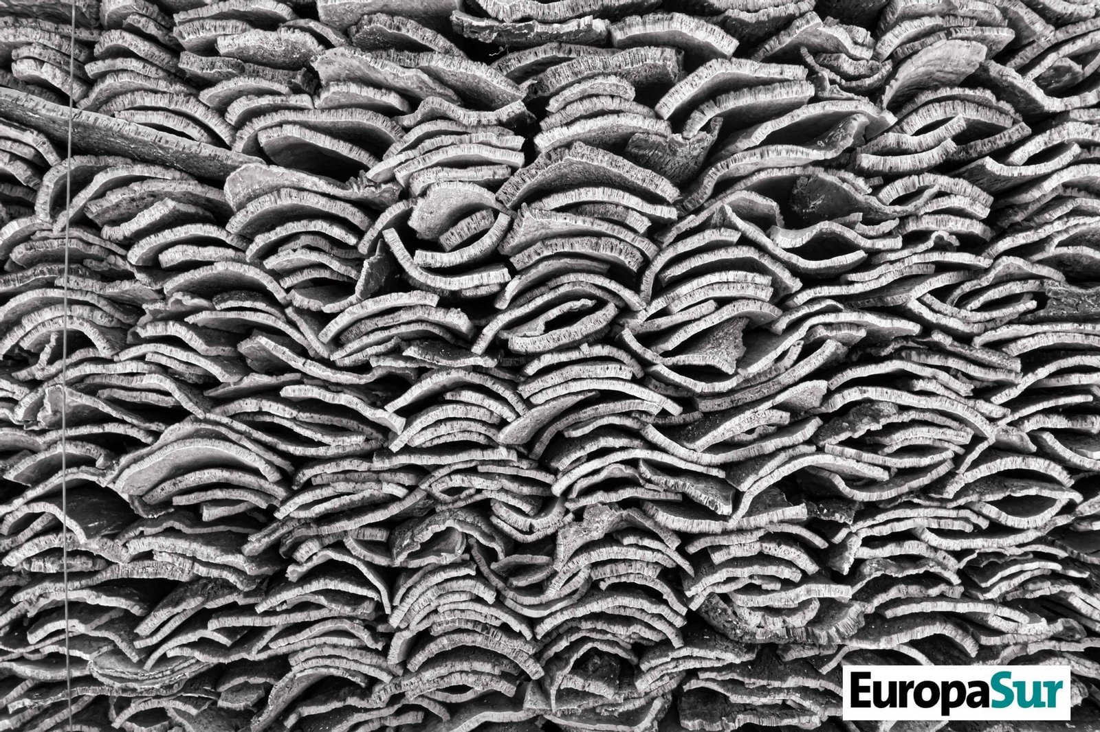 Fotografías de 'El último bosque', por David Coronado