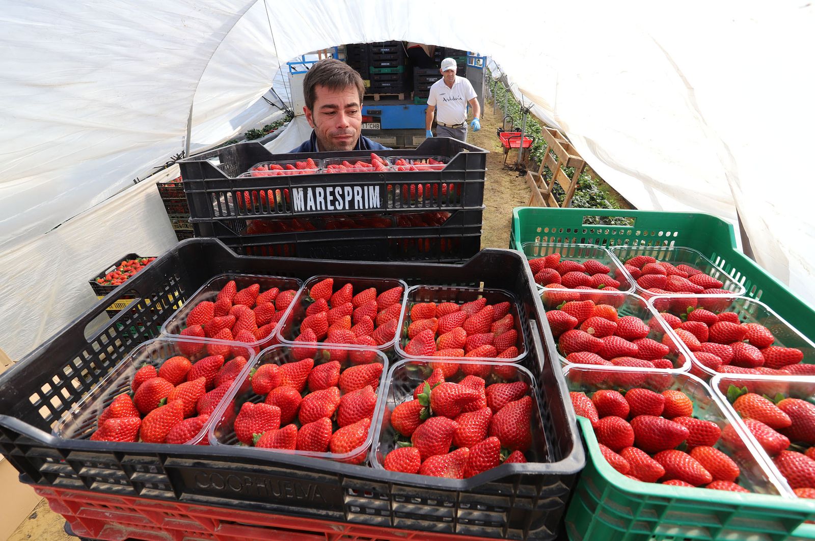 Recogida de fresas en Huelva.