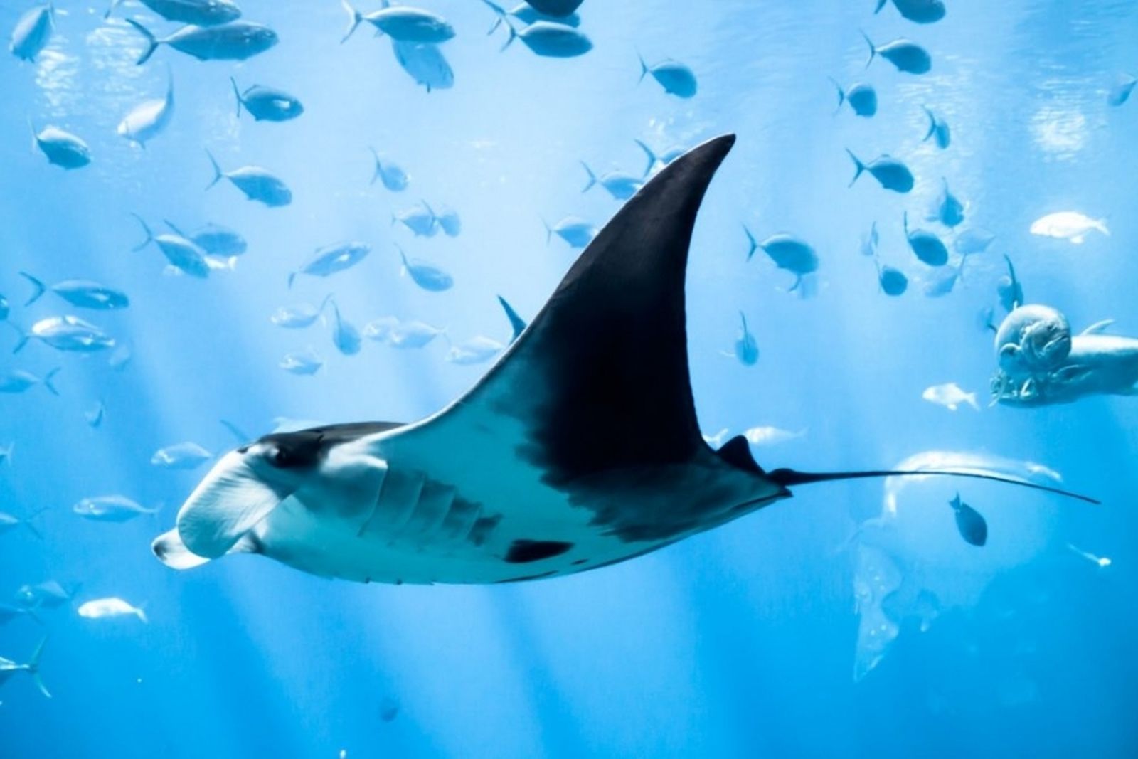 Una mantarraya
